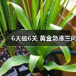 6天破6关 黄金急涨三问(图3) 6天破6关 黄金急涨三问(图3)